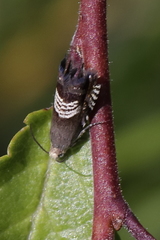 Grapholita compositella