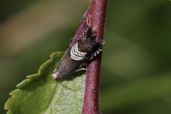 Grapholita compositella