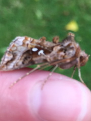 Autographa pulchrina