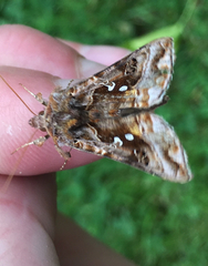 Autographa pulchrina