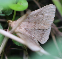 Zanclognatha lunalis