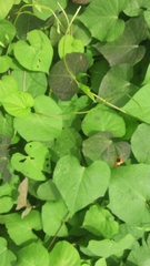 Magnoliopsida