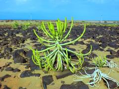 Euphorbia saudiarabica
