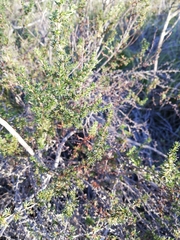 Cliffortia ramosissima