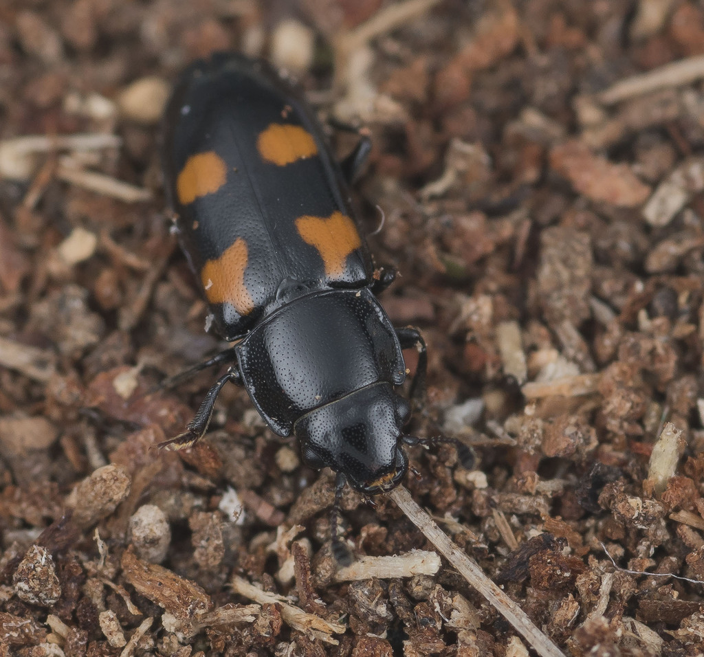 European Bark Beetle Predator