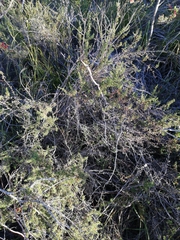 Cliffortia ramosissima