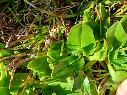 Image of Caltha introloba by (c) Leon Perrie, some rights reserved (CC BY)