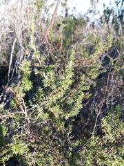 Cliffortia ramosissima