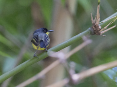 Todirostrum cinereum