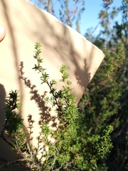 Cliffortia ramosissima