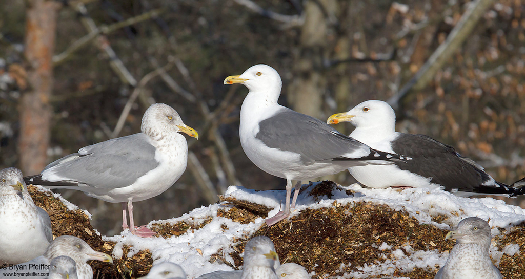 Great Lakes Gull