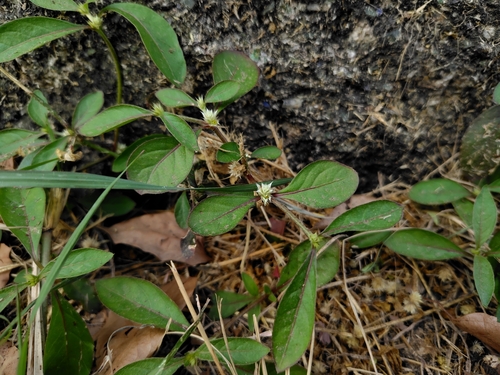 Sanguinaria (Alternanthera ficoidea)