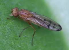 Opomyza florum
