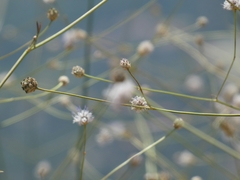 Cephalaria joppensis
