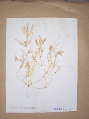 Chara hornemannii