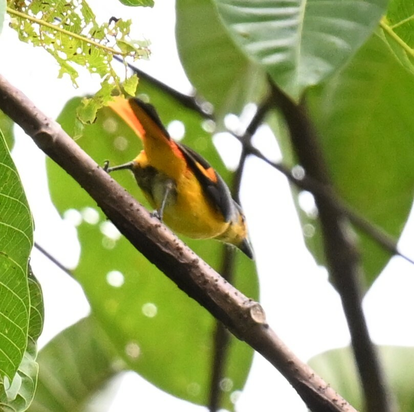 Fiery Minivet (Pericrocotus igneus), photo 7