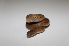 Cope's Earth Snake photo 3