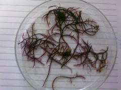 Chondracanthus teedei