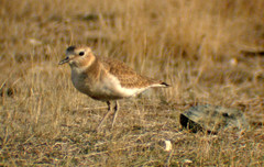 Charadrius montanus