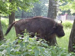 Bison bonasus