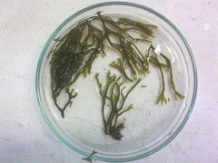 Chnoospora minima