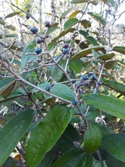 Miconia albicans