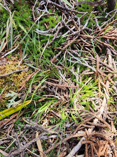 Carex austrocompacta observed 2024-12-20