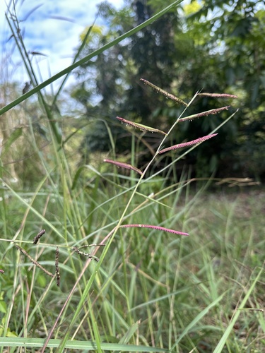 Paspalum longifolium iNat (1)