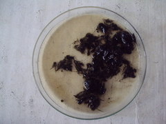 Cladophora rupestris