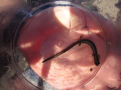 Batrachoseps pacificus
