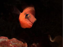 Mediterranean Cardinalfish photo 3