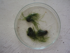 Chaetomorpha antennina