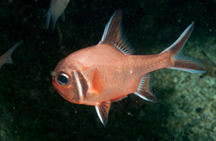 Trachichthys australis