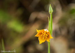 Calochortus barbatus
