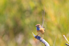 Stipiturus malachurus