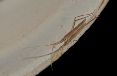 Dolichomiris linearis