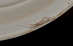 Dolichomiris linearis