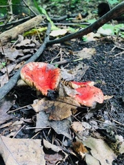 Russula silvicola