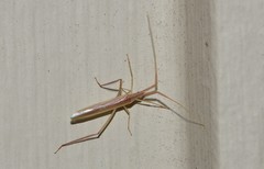 Dolichomiris linearis