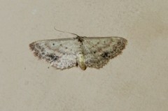 Scopula aemulata