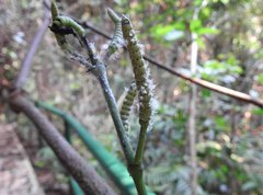 Gnetum luofuense