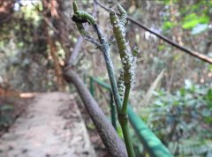 Gnetum luofuense