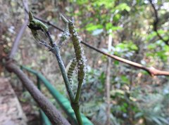 Gnetum luofuense
