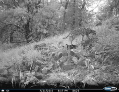 Leopardus pardalis pardalis