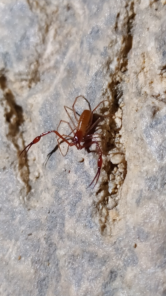 Neobisium torrei