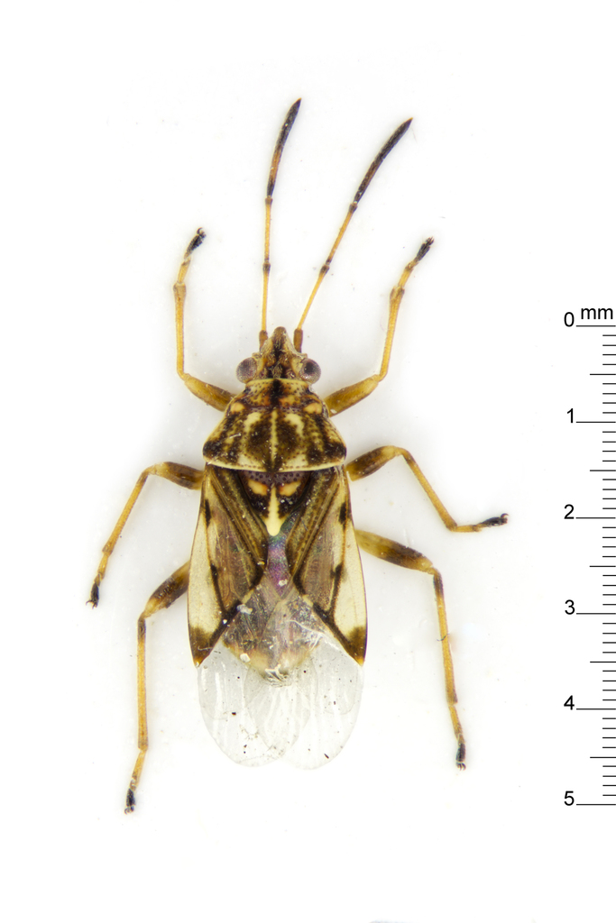Pylorgus calliferus