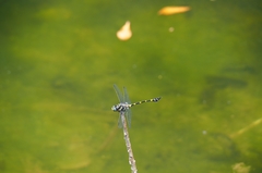 Ictinogomphus decoratus