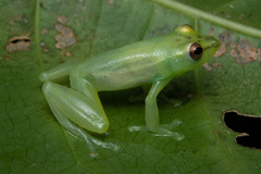 Ngezi Reed Frog photo 1