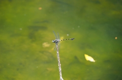 Ictinogomphus decoratus