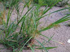 Angiospermae